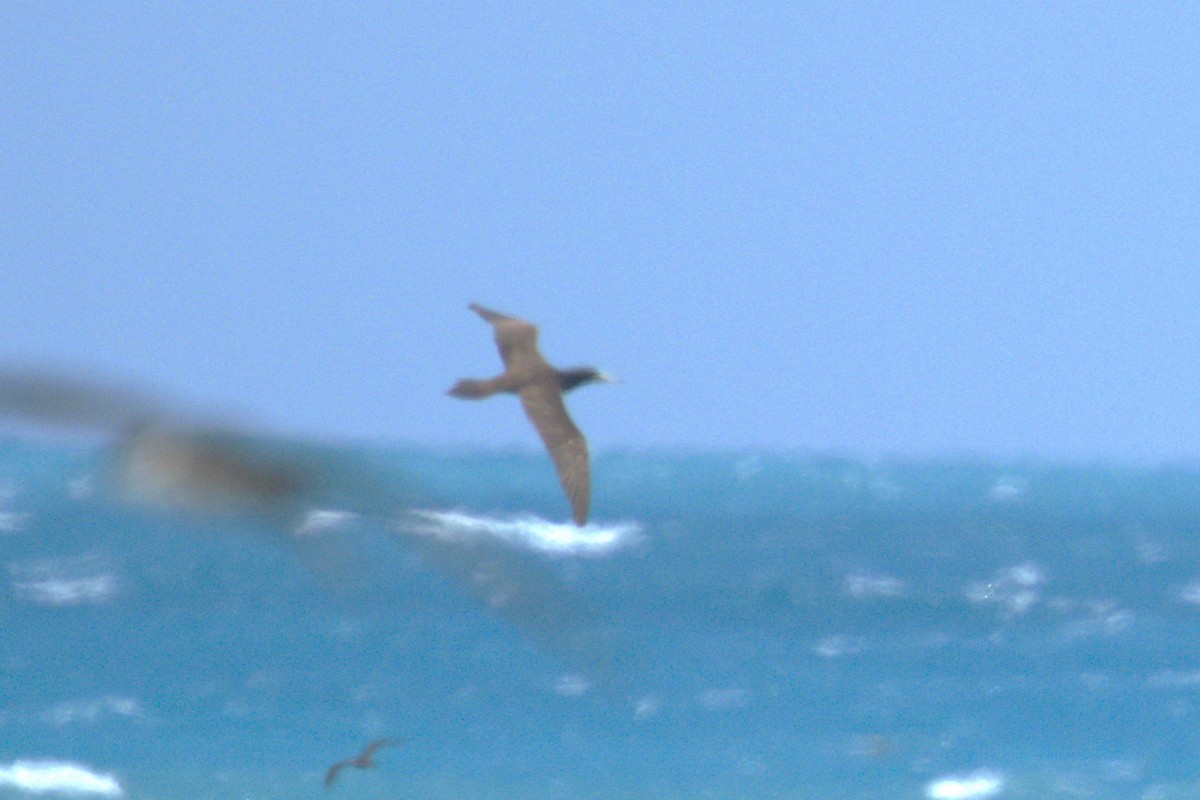 Brown Noddy - ML642487956