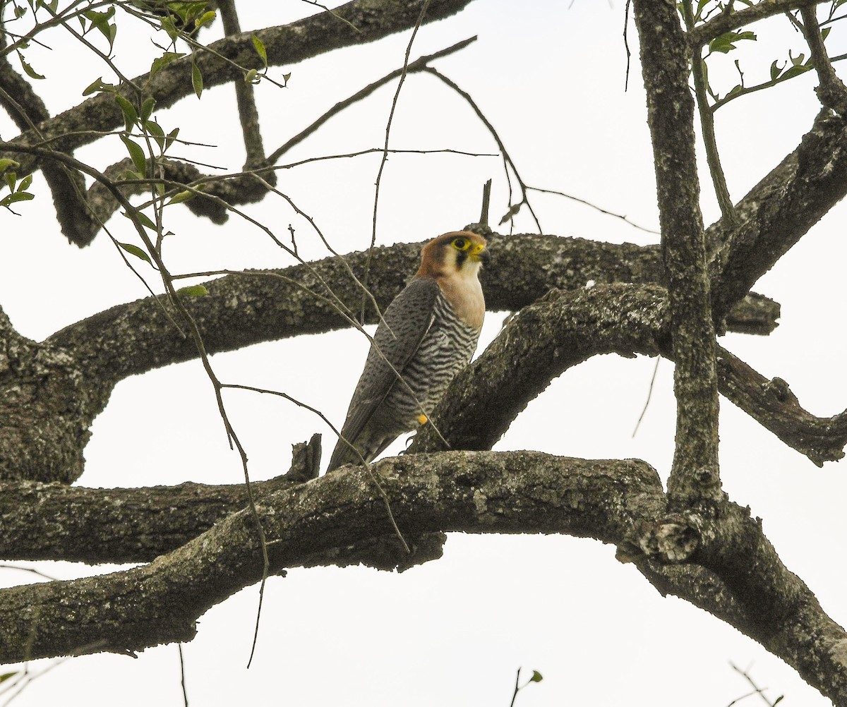 Red-necked Falcon - ML642487968