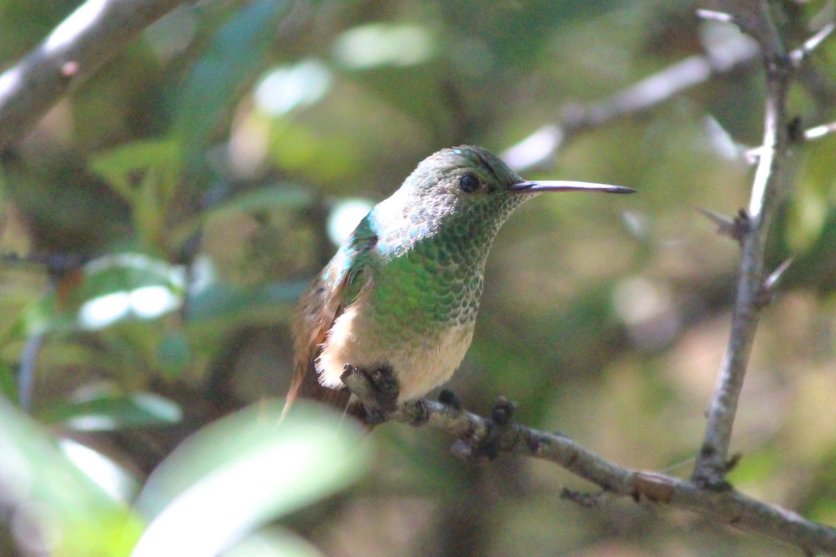Berylline Hummingbird - ML642487973