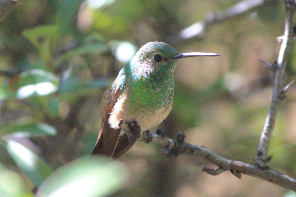 Berylline Hummingbird - ML642487974