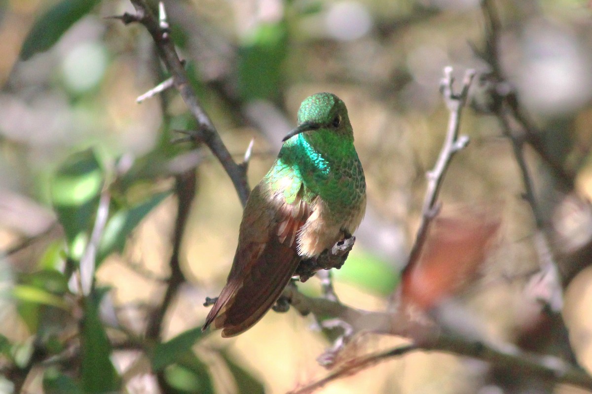 Berylline Hummingbird - ML642487975