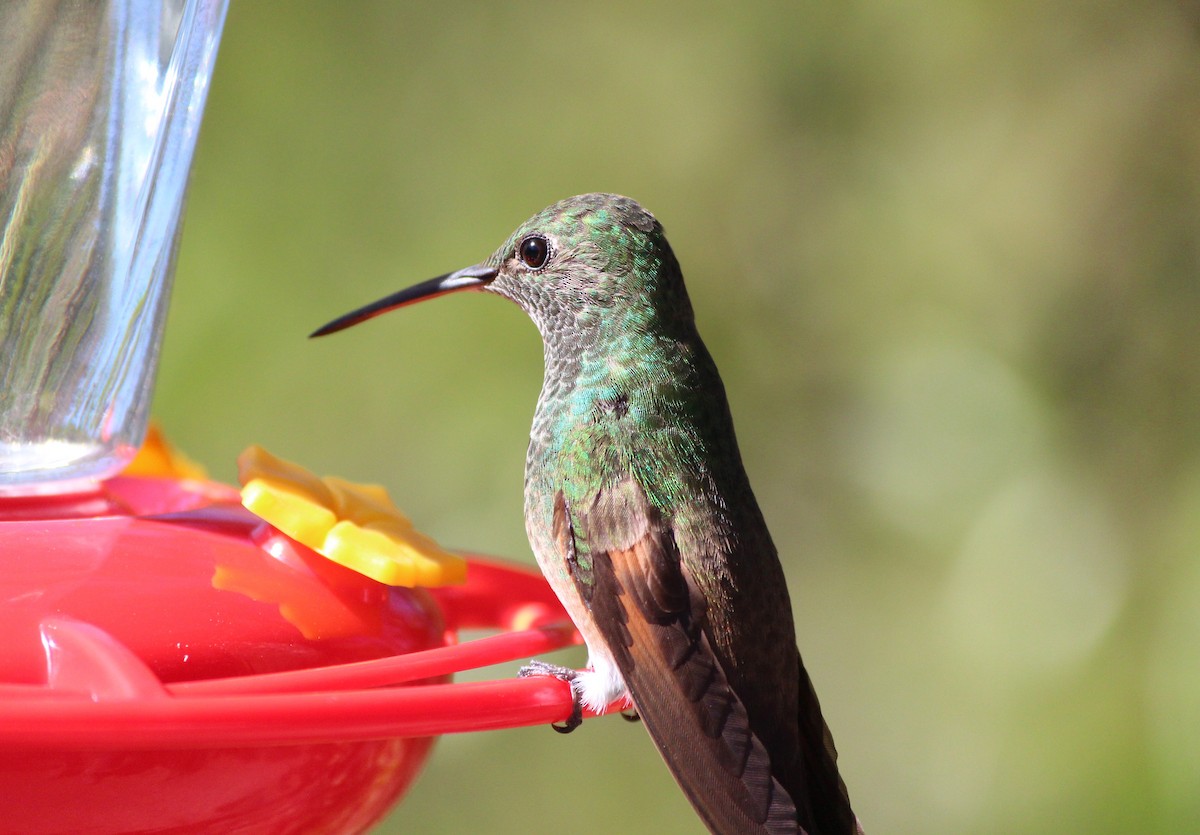 Berylline Hummingbird - ML642487976