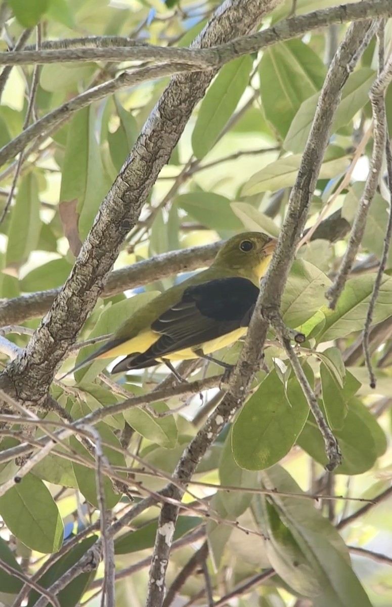 Scarlet Tanager - ML642488014