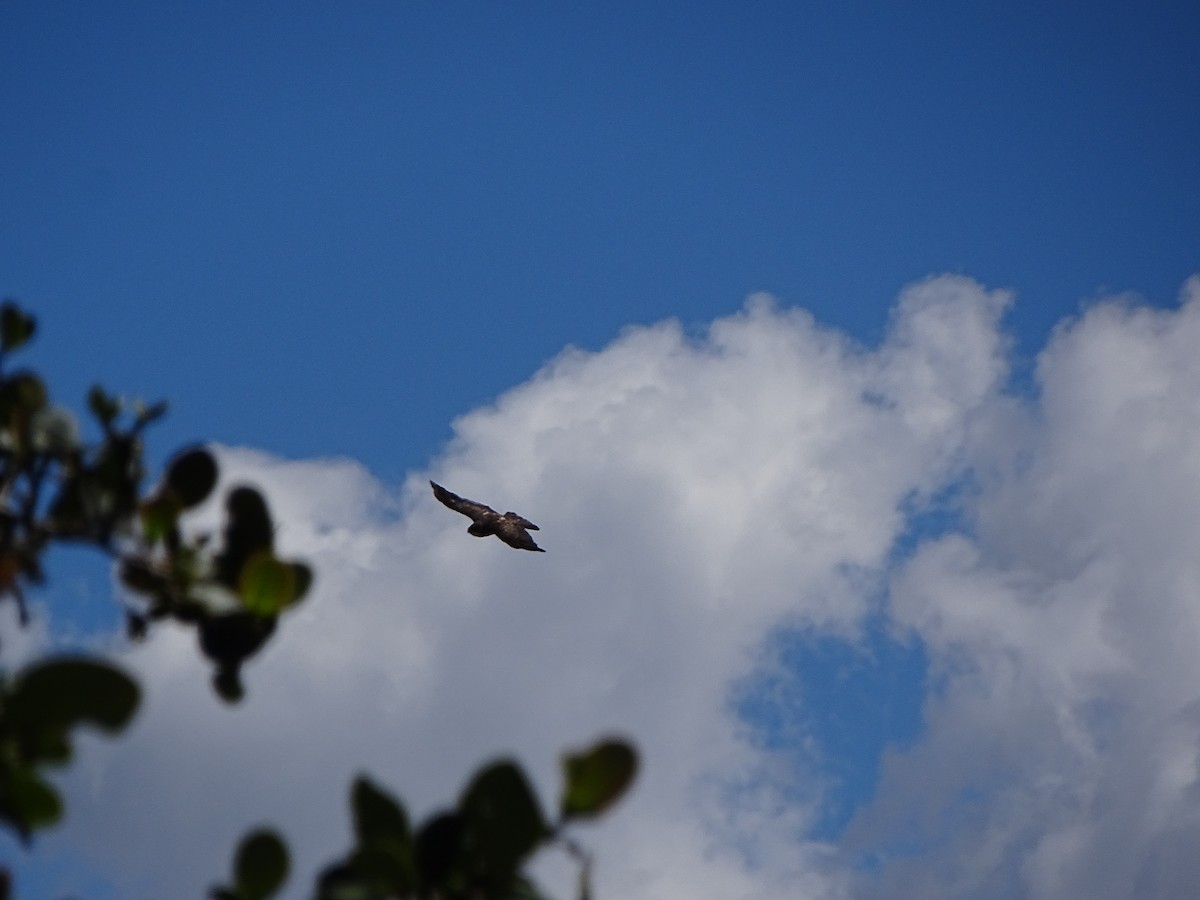White-throated Hawk - ML642488045