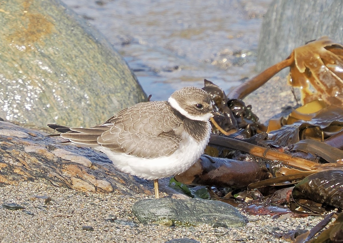 Хүзүүвчит хиазат - ML642488070