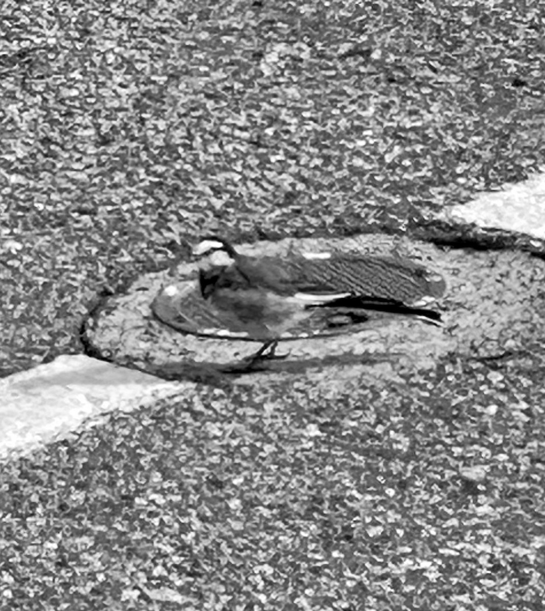 White Wagtail - ML642488079