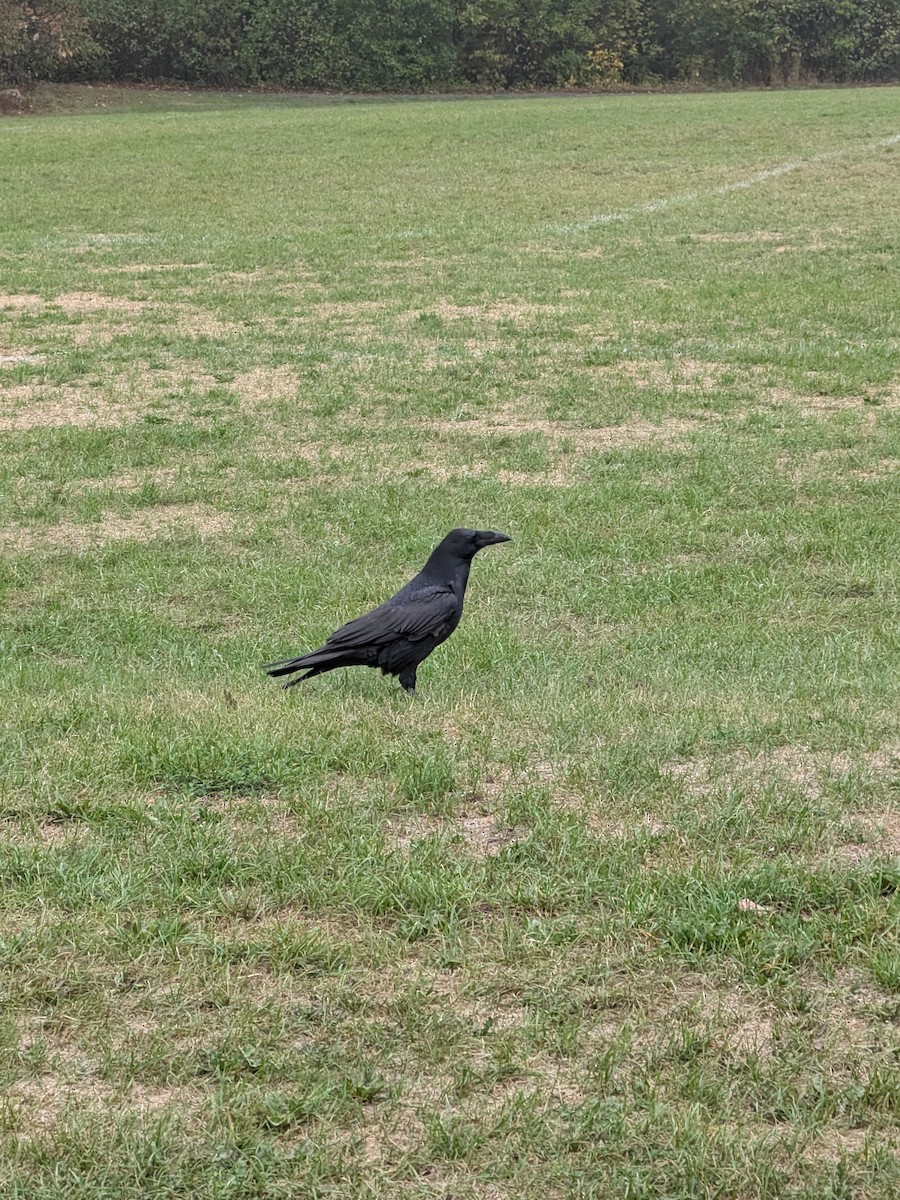 Grand Corbeau - ML642488081