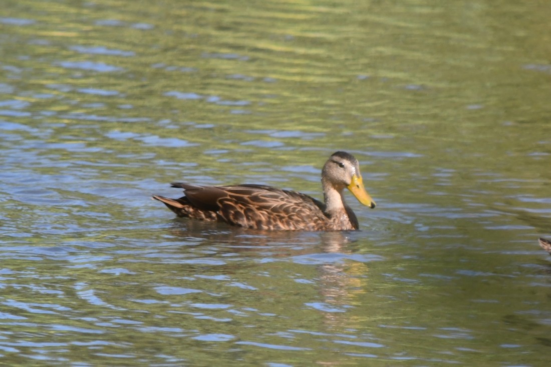 Mexican Duck - ML642488098