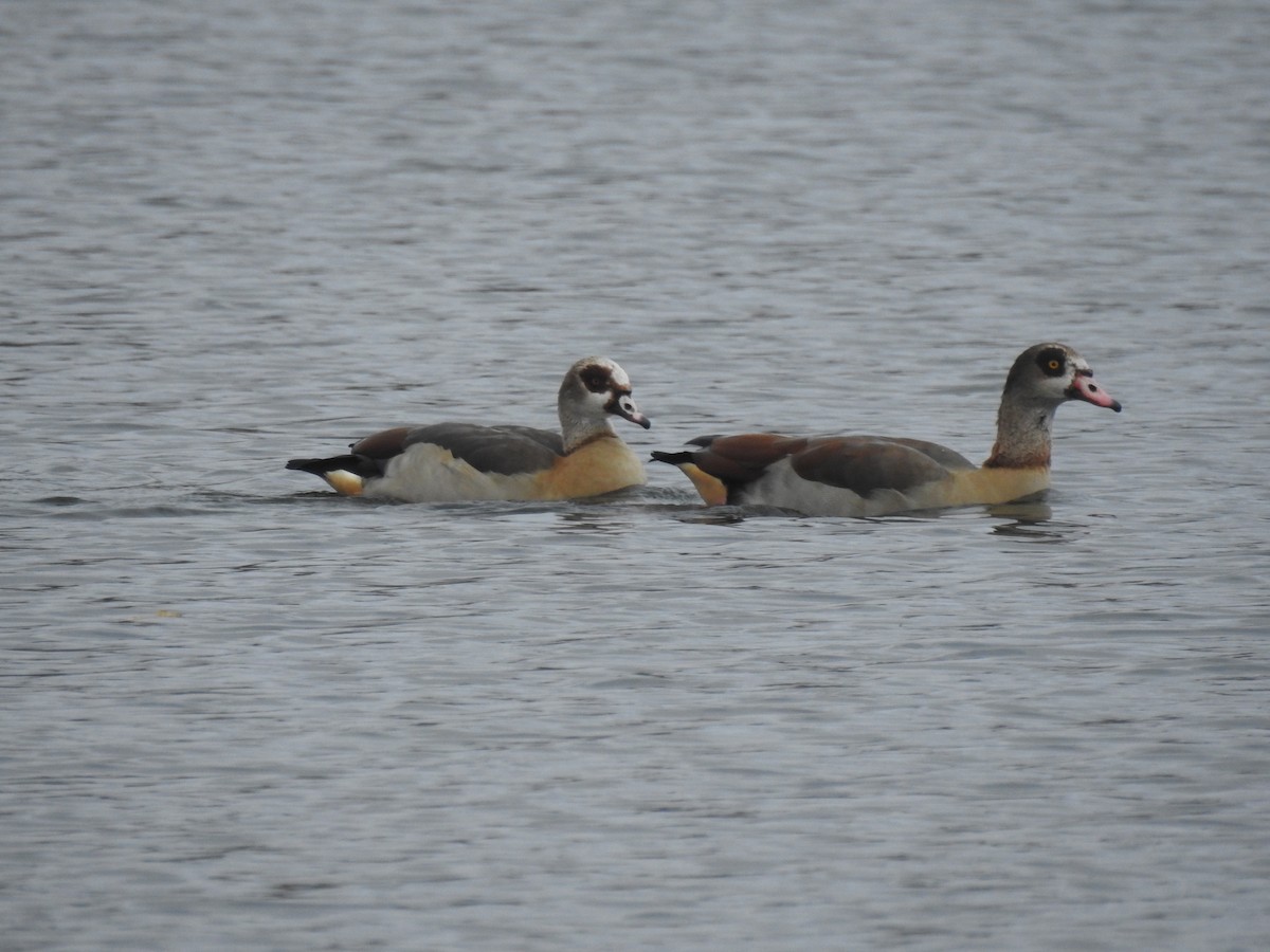 Egyptian Goose - ML642488121