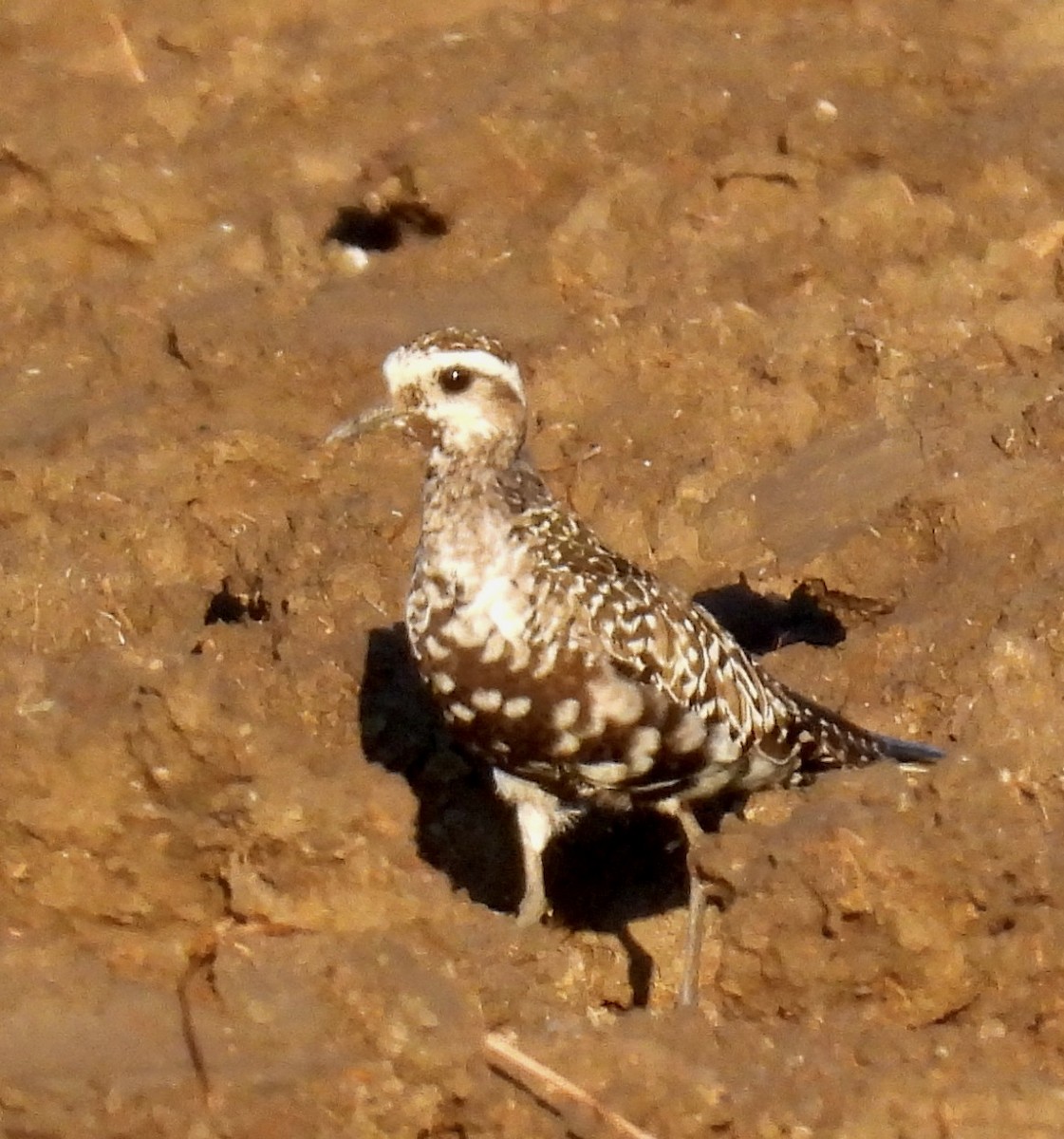 American Golden-Plover - ML642488122