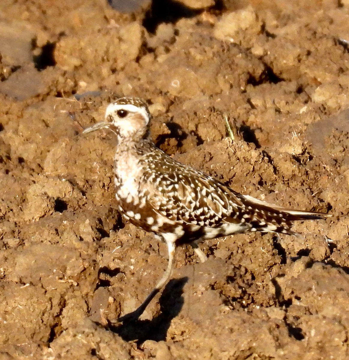 American Golden-Plover - ML642488123