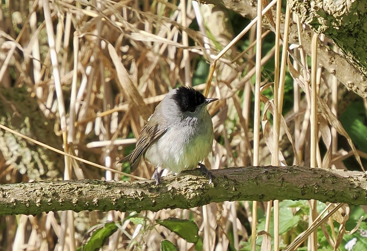 Eurasian Blackcap - ML642488128