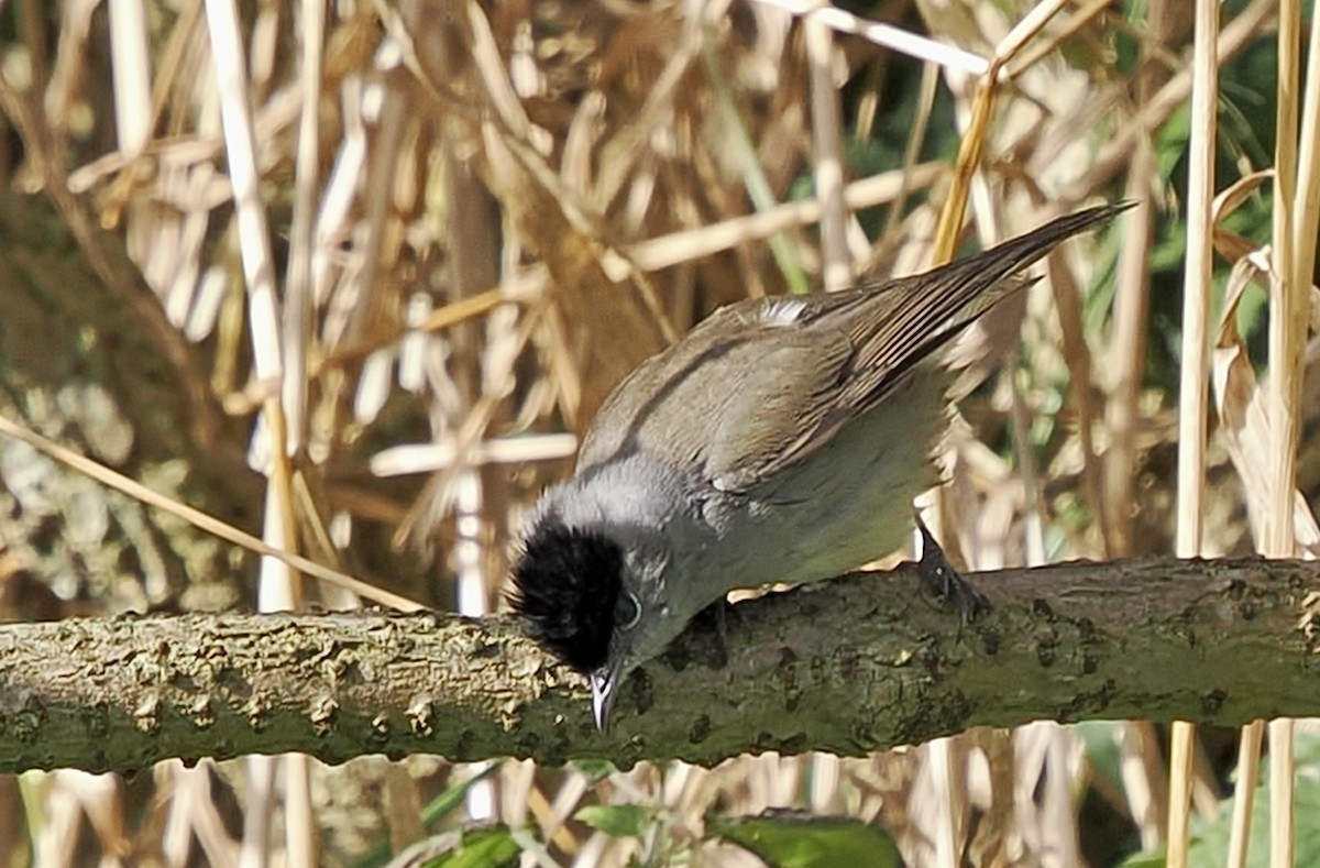 Eurasian Blackcap - ML642488129