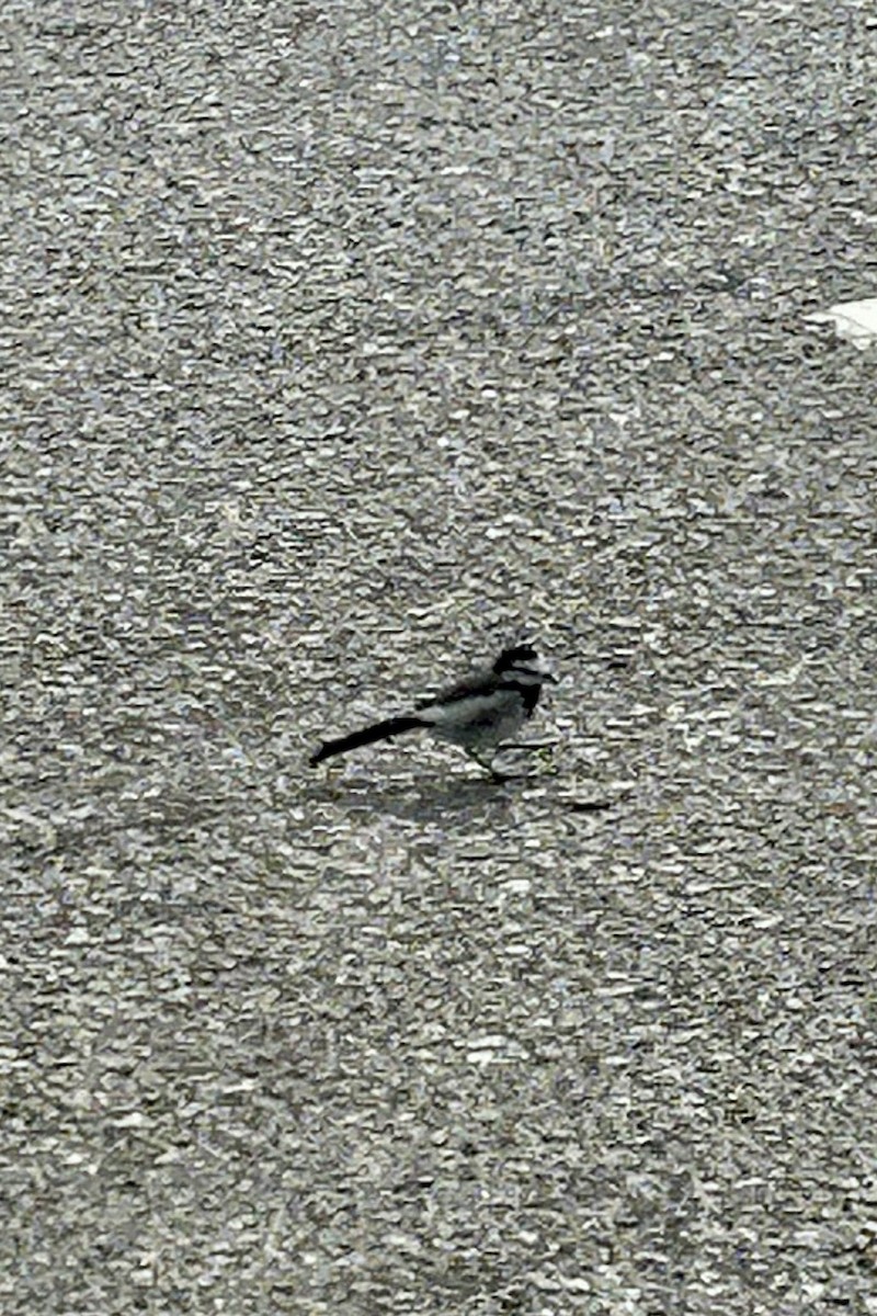 White Wagtail - ML642488130