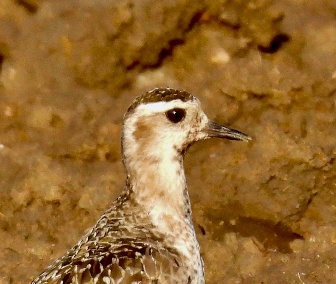 American Golden-Plover - ML642488133