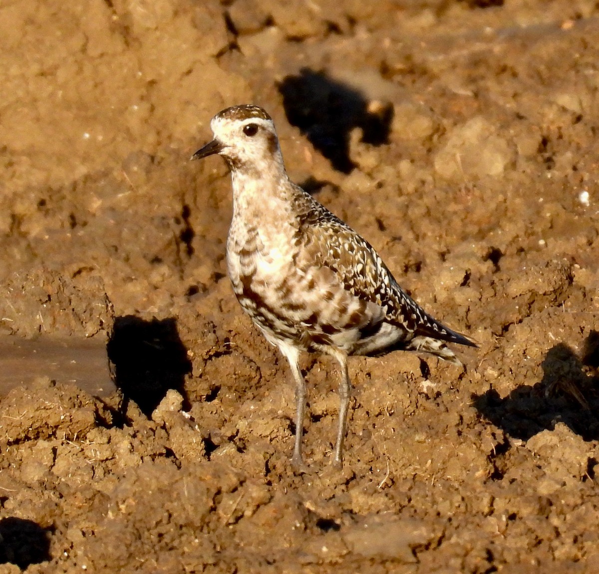 American Golden-Plover - ML642488134