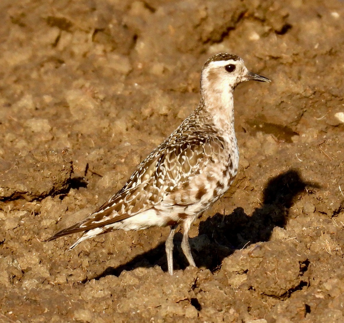 American Golden-Plover - ML642488135