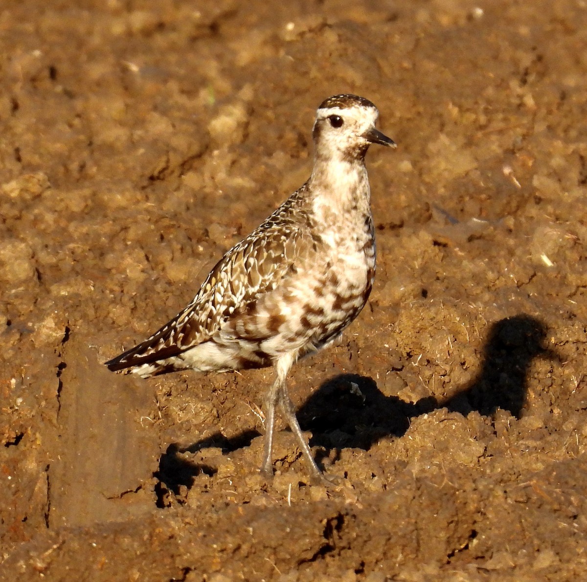 American Golden-Plover - ML642488136