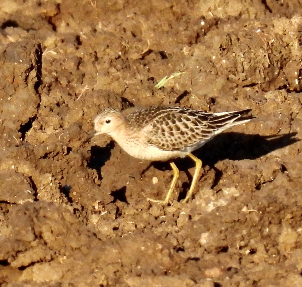 Ухаа элсэг - ML642488152