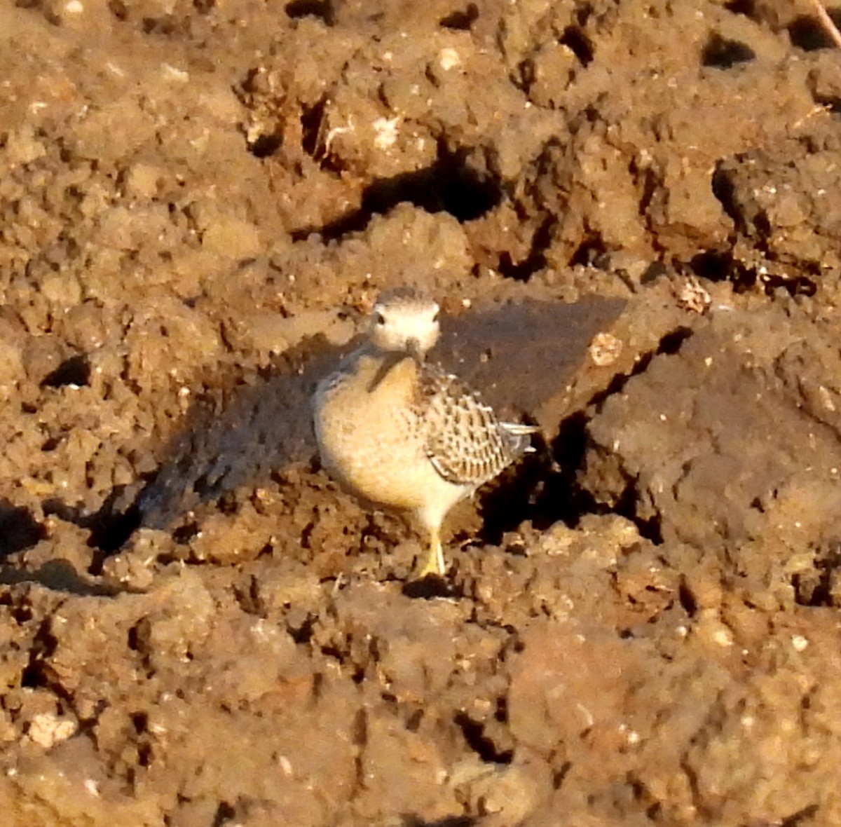 Ухаа элсэг - ML642488153