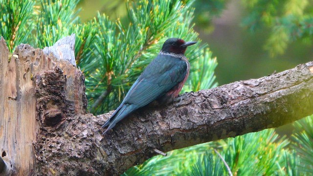 Lewis's Woodpecker - ML642488167