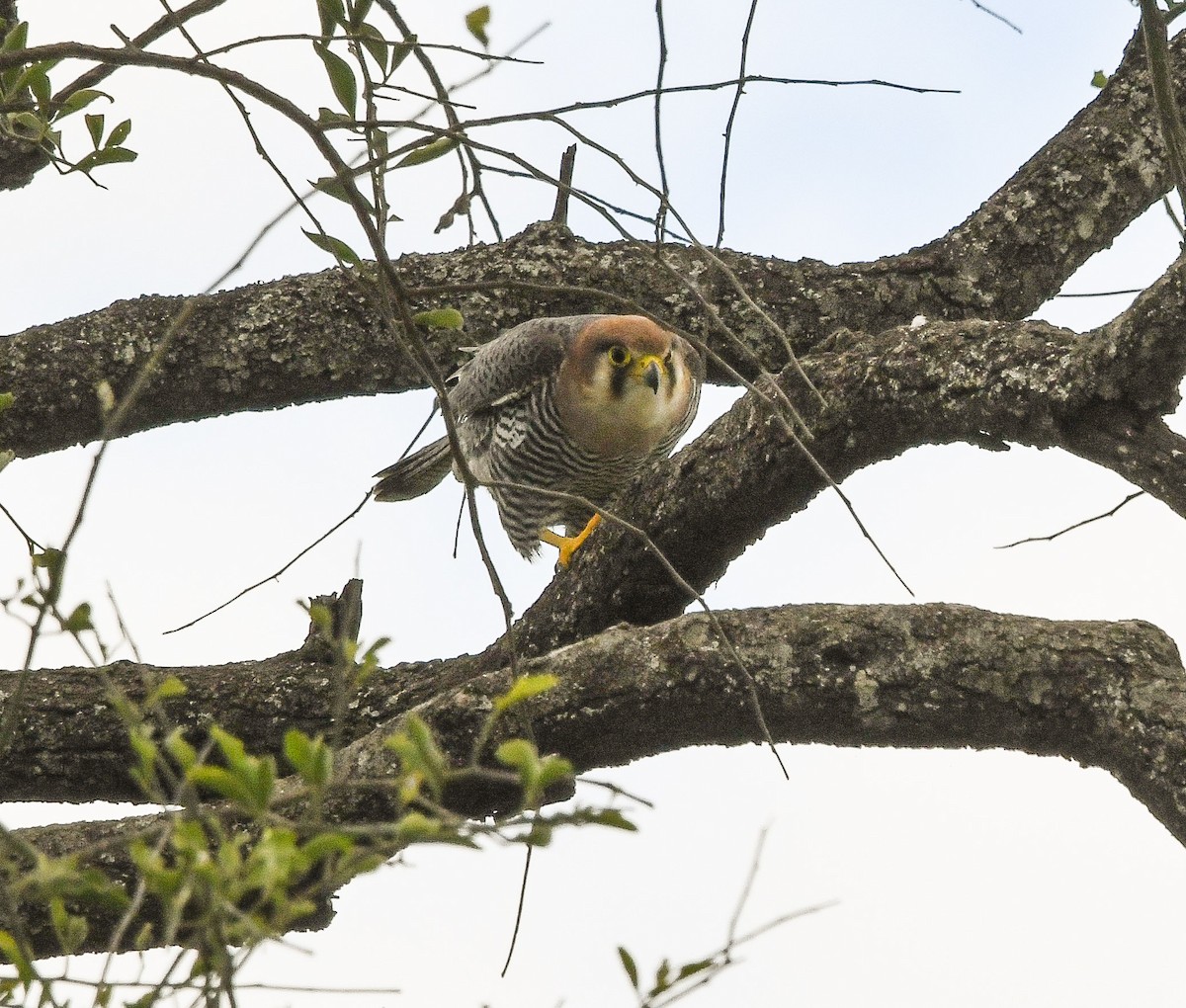 Red-necked Falcon - ML642488185