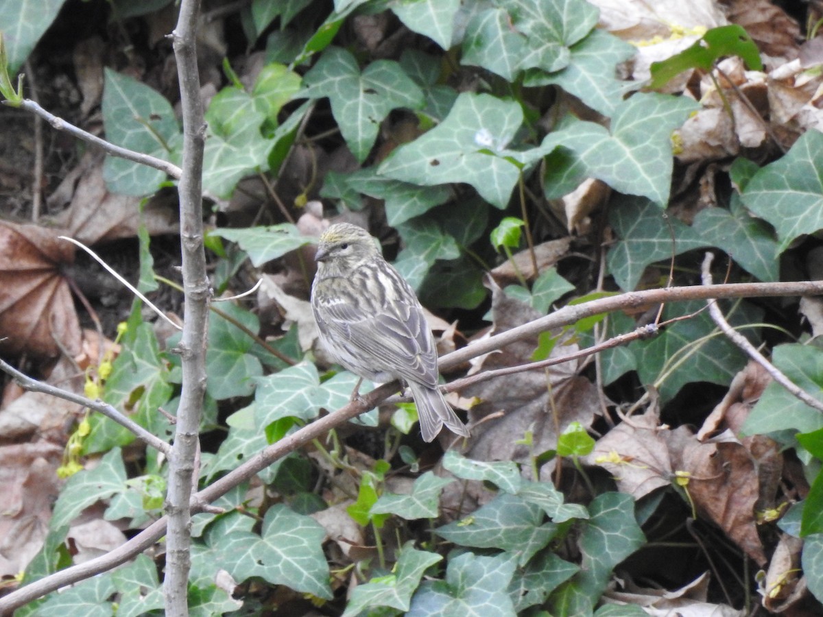 European Serin - ML642488224