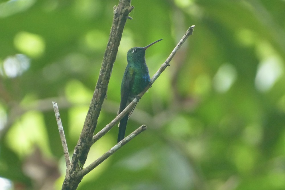 Cuban Emerald - ML642488226