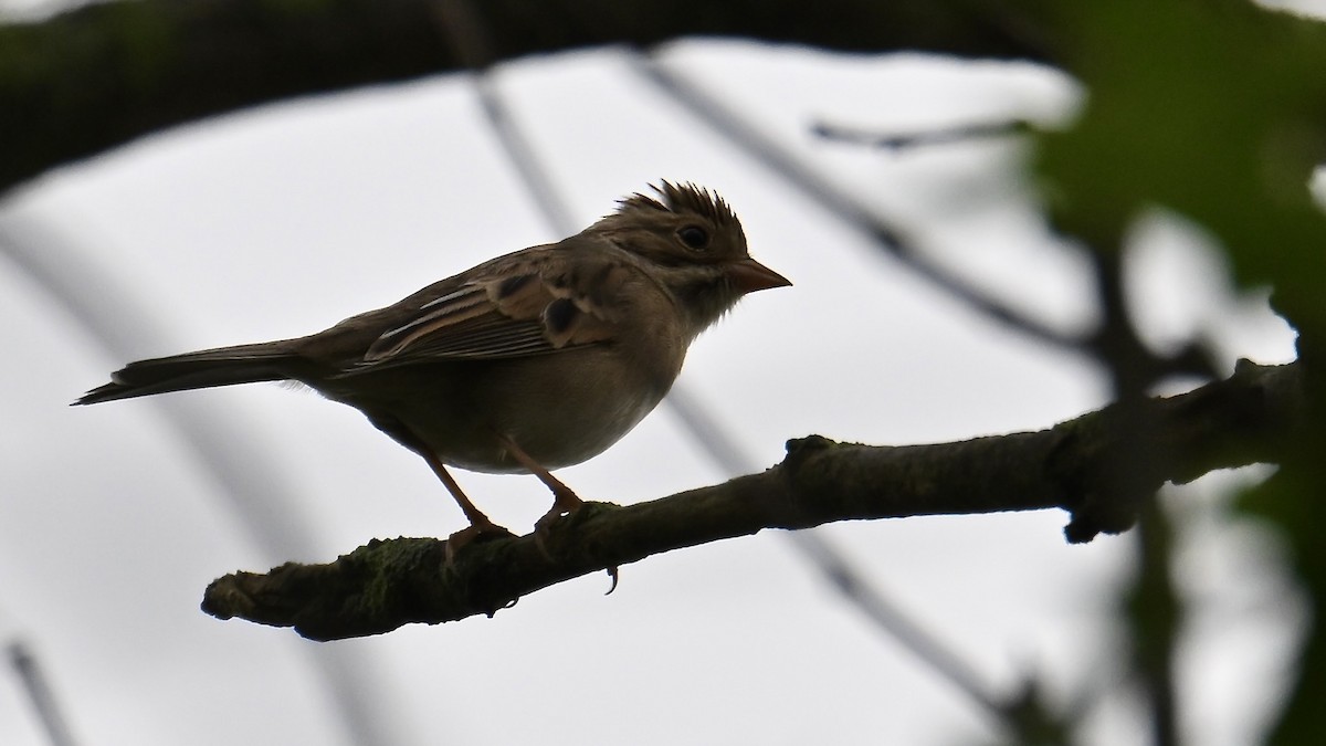 Clay-colored Sparrow - ML642488236