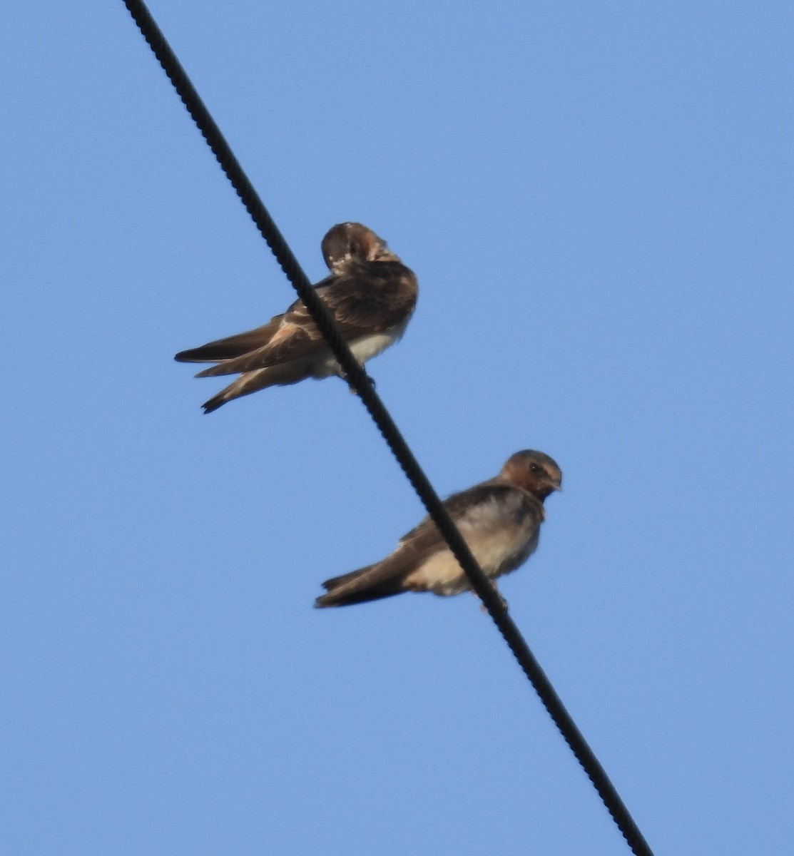 Cliff Swallow - ML642488237