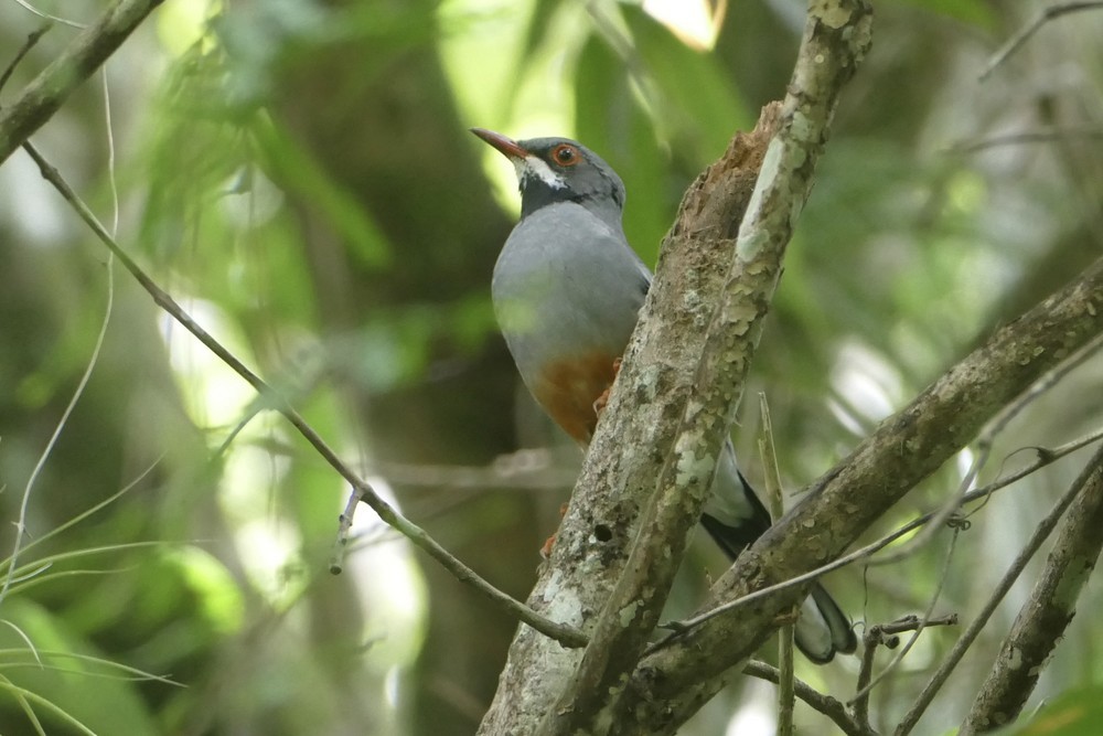 Red-legged Thrush - ML642488252