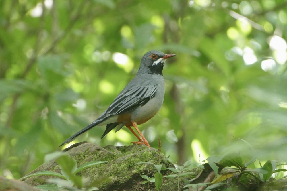 Red-legged Thrush - ML642488253