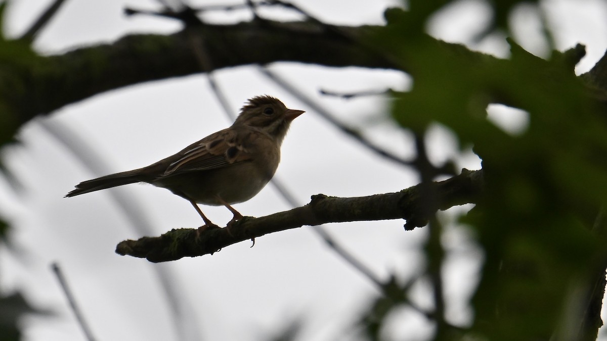 Clay-colored Sparrow - ML642488258