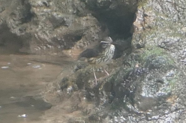 Louisiana Waterthrush - ML642488277