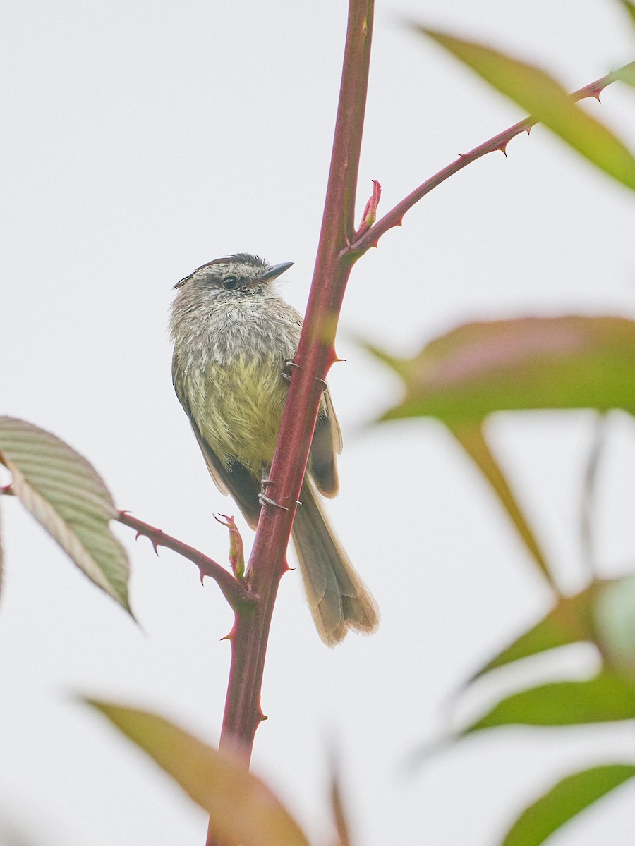 Çizgisiz Tiranulet - ML642488278