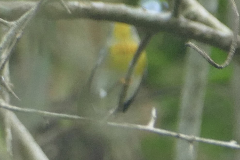 Northern Parula - ML642488282