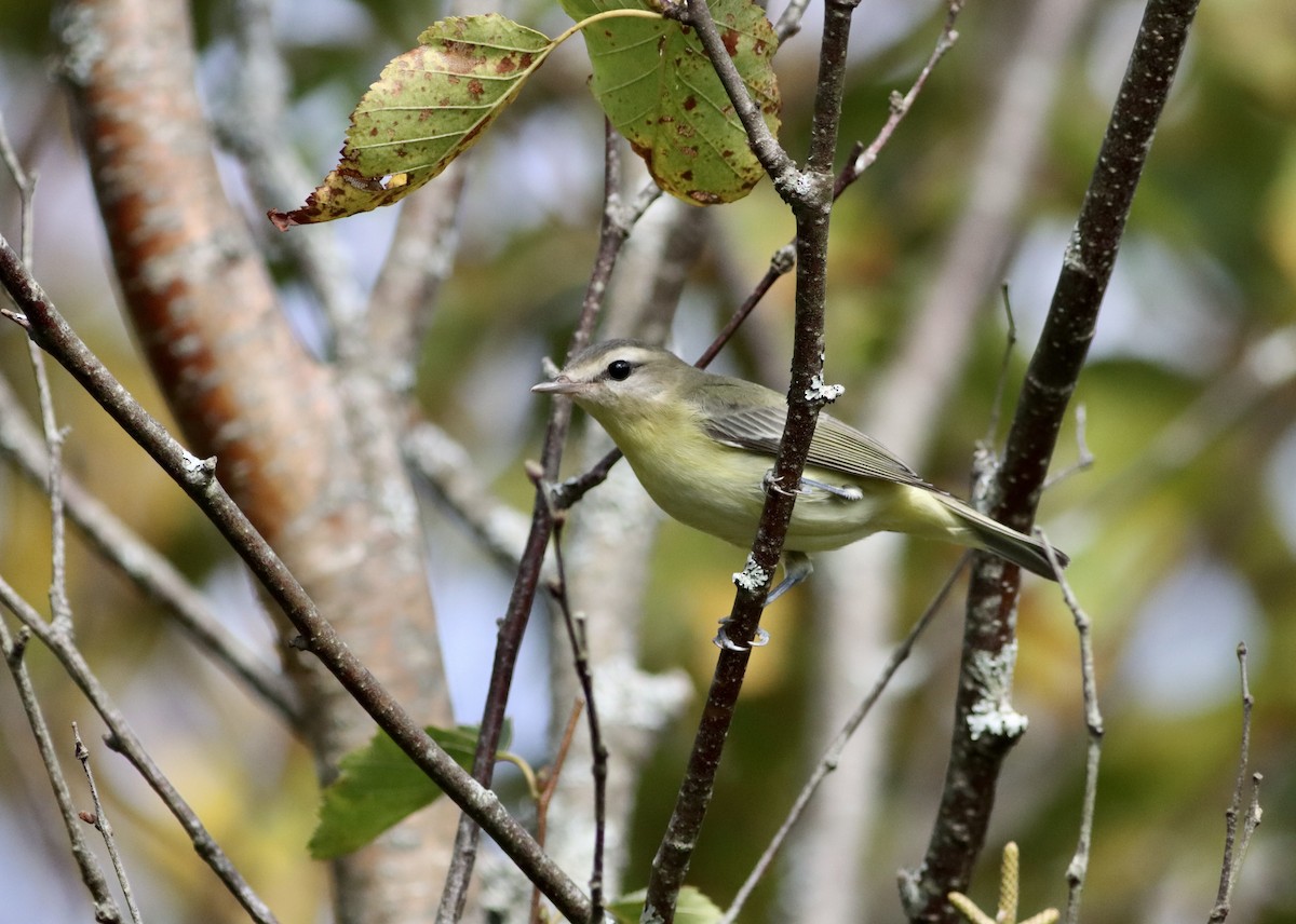 Philadelphia Vireo - ML642488292