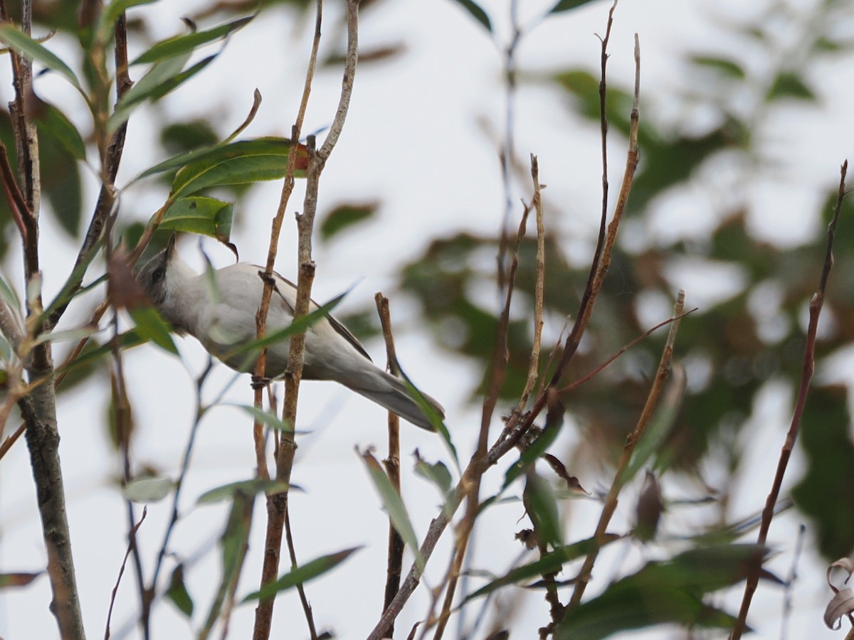 Lesser Whitethroat - ML642488324