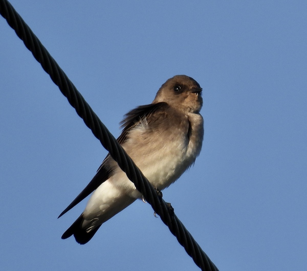 Northern Rough-winged Swallow - ML642488337