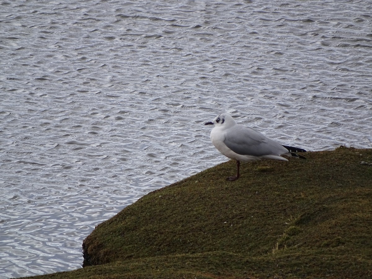 Andean Gull - ML642488338