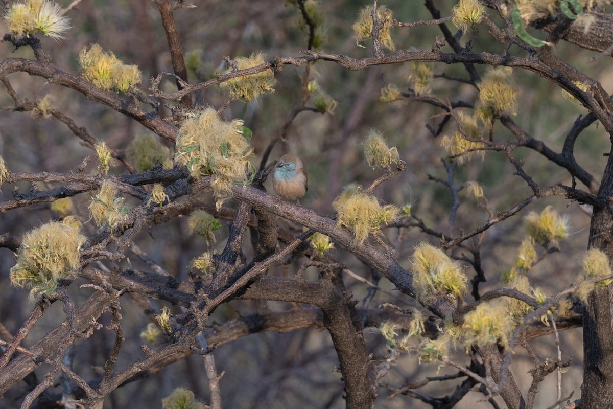 Southern Cordonbleu - ML642488369