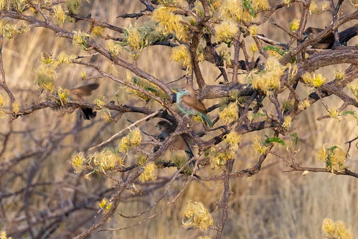 Southern Cordonbleu - ML642488370