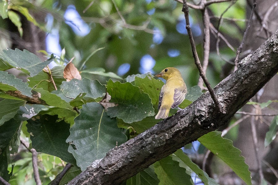 Scarlet Tanager - ML642488379