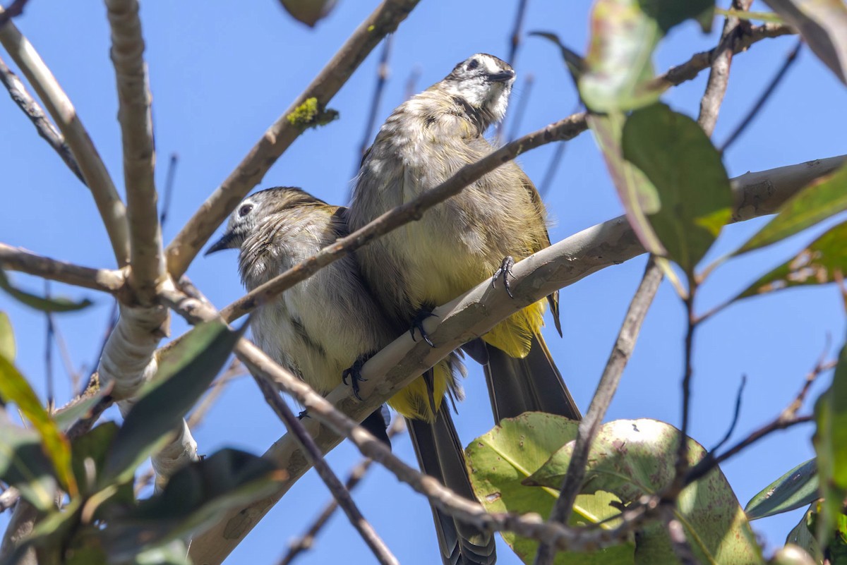 Pale-faced Bulbul - ML642488386