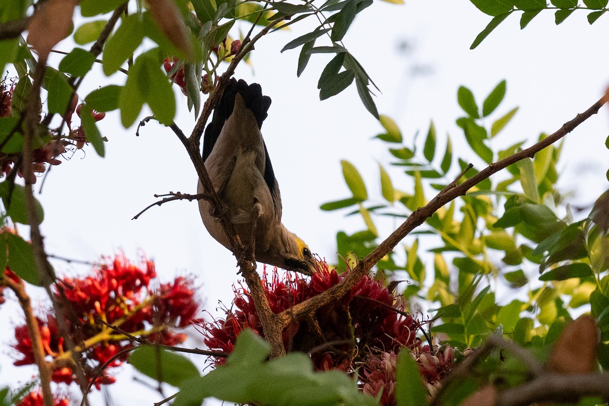 Wattled Starling - ML642488390