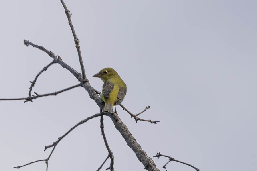 Scarlet Tanager - ML642488393