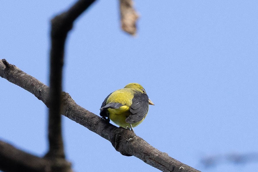 Scarlet Tanager - ML642488395