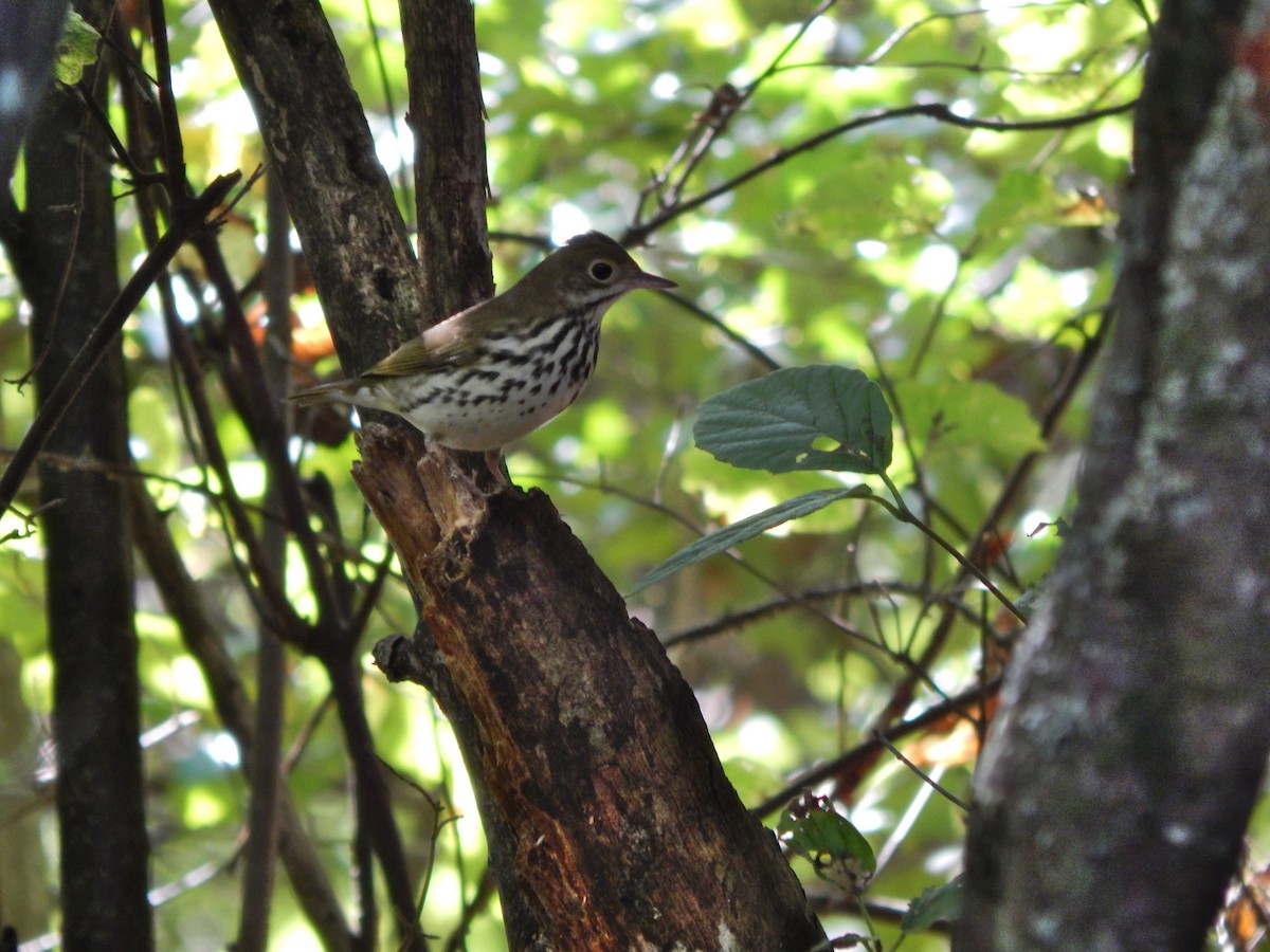 Ovenbird - ML642488398