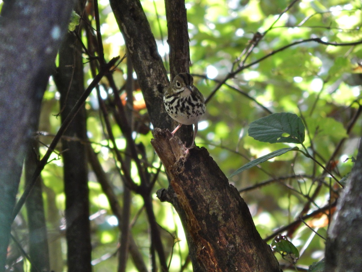 Ovenbird - ML642488399