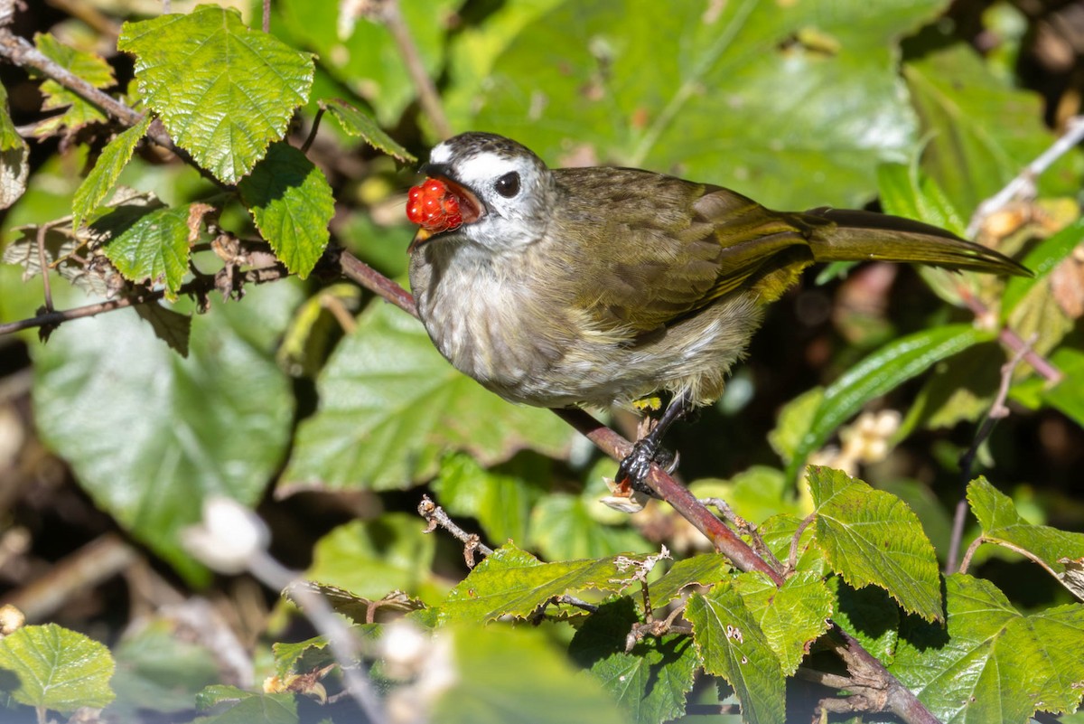Pale-faced Bulbul - ML642488400